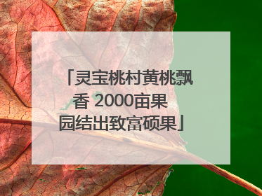 灵宝桃村黄桃飘香 2000亩果园结出致富硕果